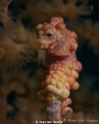 Weird color Bargibanti pygmy in Malapascua, Philippines. by Albert Sáiz Tezanos 